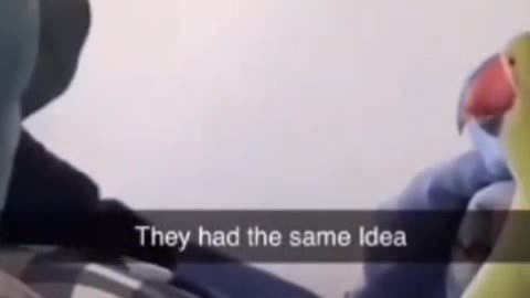 Funny parrots