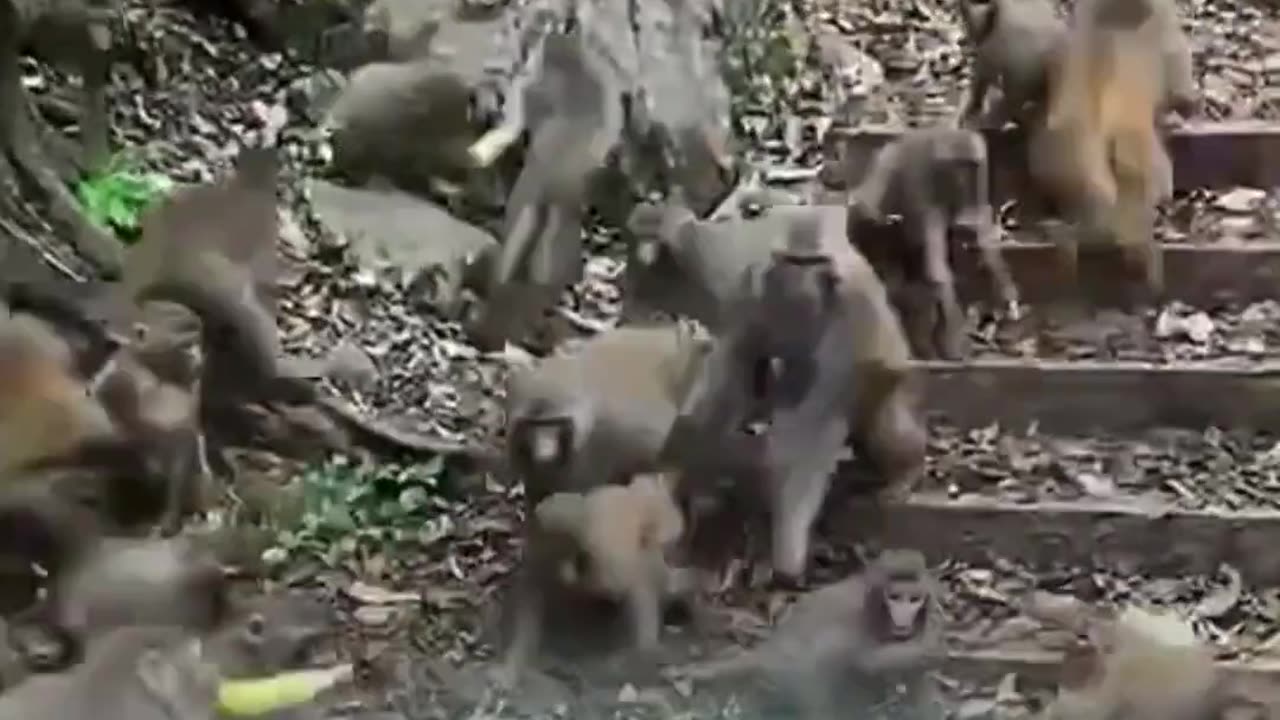 Wild Life Trained Monkeys In Forest Clips