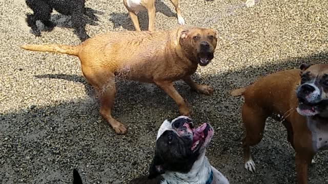 Dogs playing in the water