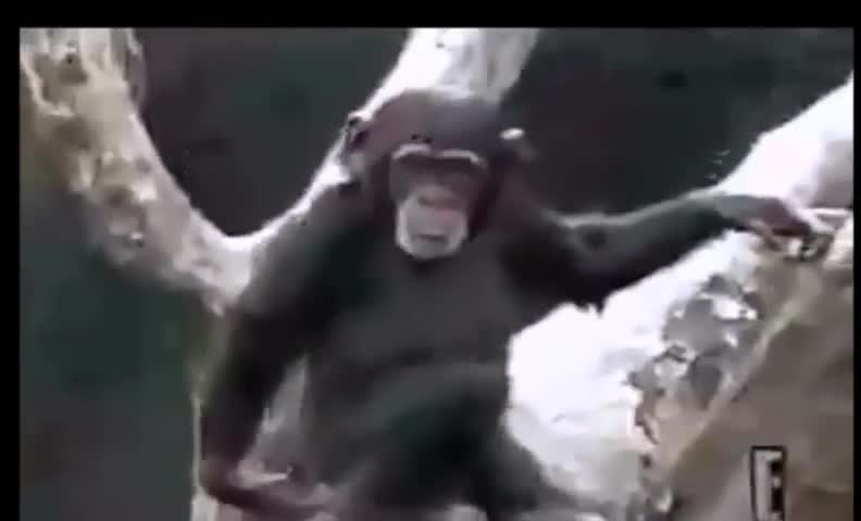 Monkey Smells Its Own Butt and Faint