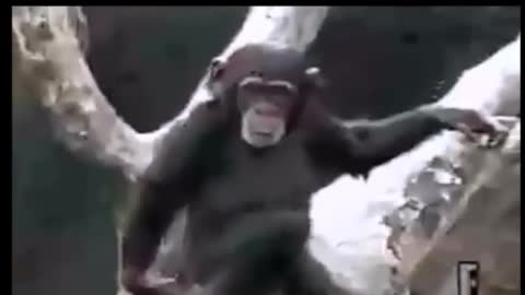 Monkey Smells Its Own Butt and Faint