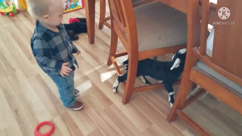 Baby cute fight with Animals