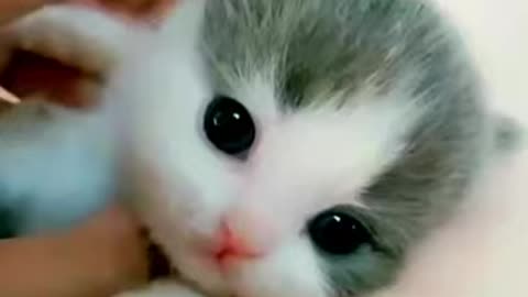 The cutest kittens to watch