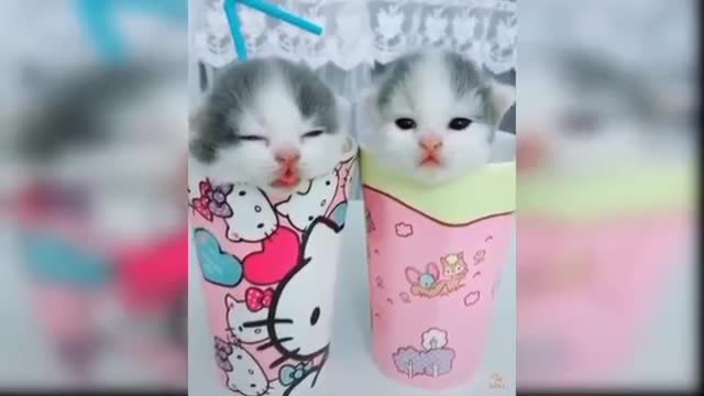 Baby Cats - Funny and Cute Cat Videos Reaction