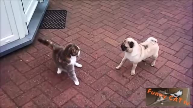 dogs meeting puppies for the first time