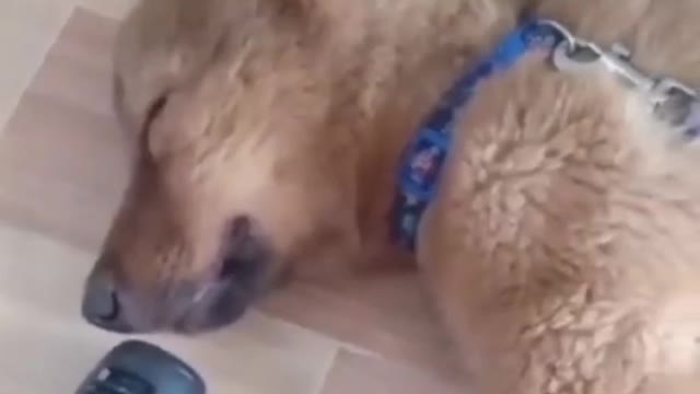 Funny cat 😺 videos 🐥🐈🤣🐈😺