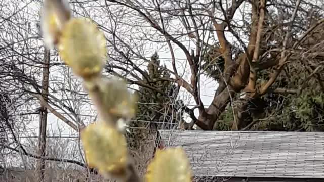 Honey Bees on Willow Buds