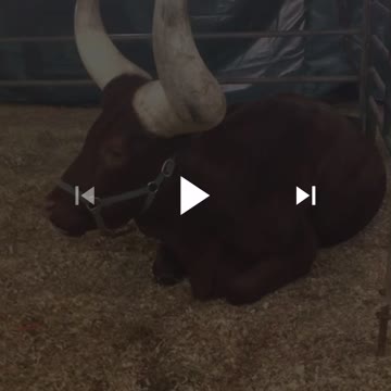 Bull with huge horns