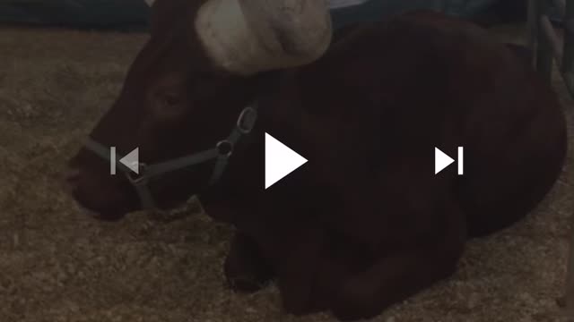 Bull with huge horns