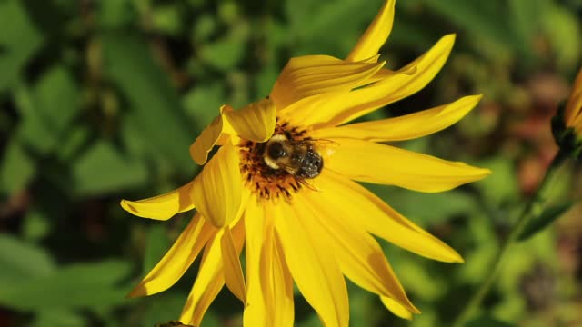 Bumble Bee and the Ladybug!!!!!!!!