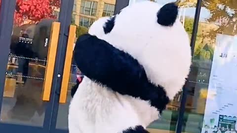 Naughty panda running