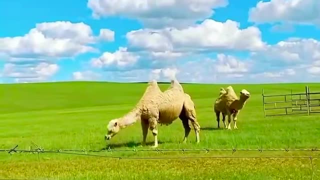 Camels were grazing under the blue sky