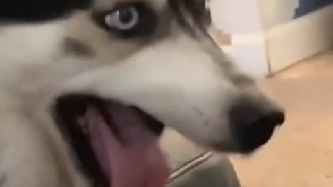 Husky: What are you laughing at?