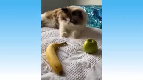 Funny and Cute Animals! What are we going to do without them!