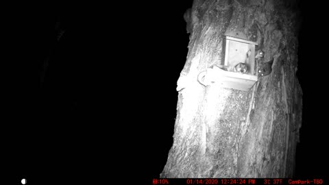 Flying Squirrels Having A Blast in The Squirrel Box