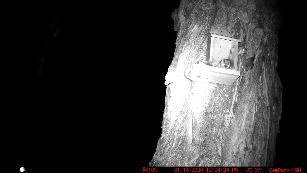 Flying Squirrels Having A Blast in The Squirrel Box