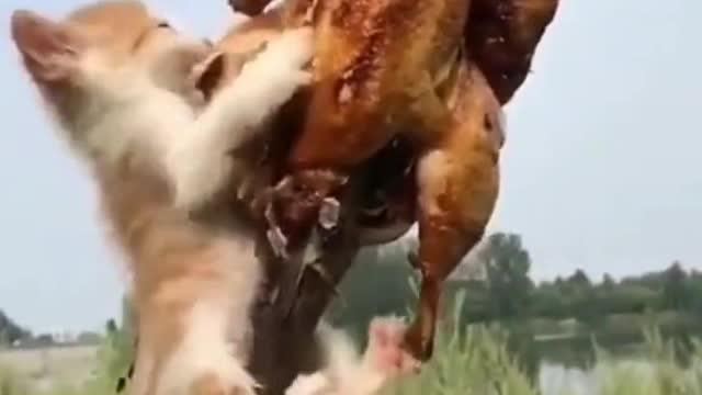 cat eating chicken🤣😽😹