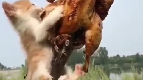 cat eating chicken🤣😽😹