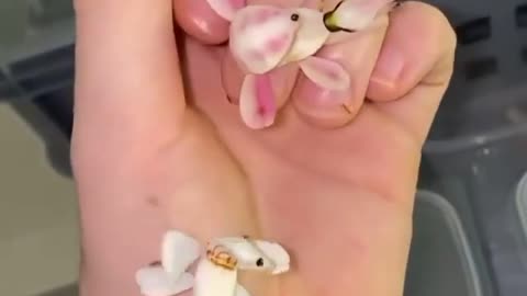 Have you ever seen orchid mantis 😍😍