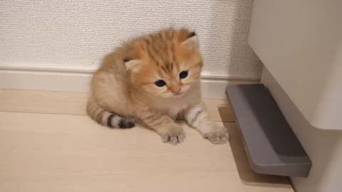 Kittens caught by mother cat after wandering around late at night