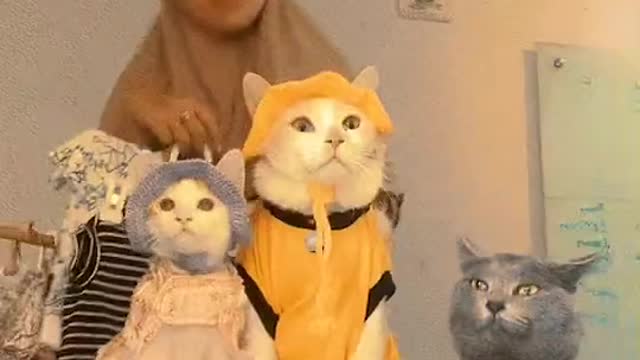 Yok mau pilih yang mana