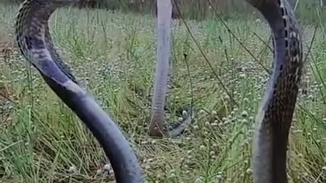 Three snake in one place