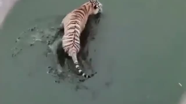 duck makes fool of the tiger in viral video