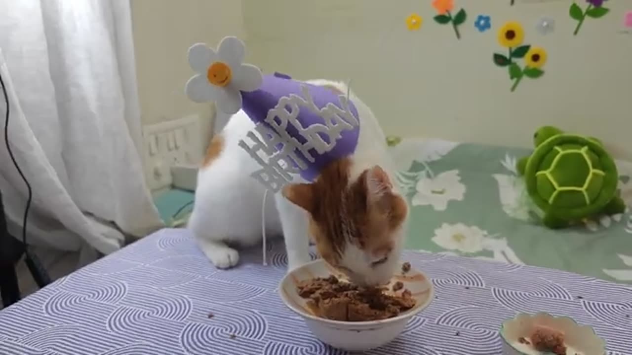 Cat Birthday