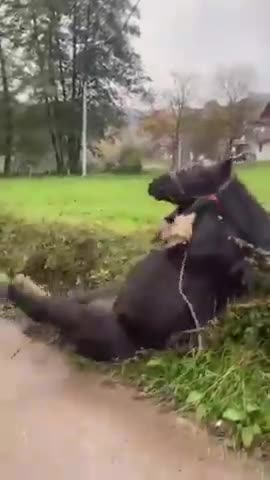 Horse tries to make the leap LOL!