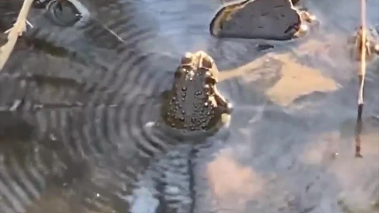 Frog Sound Waves On Water