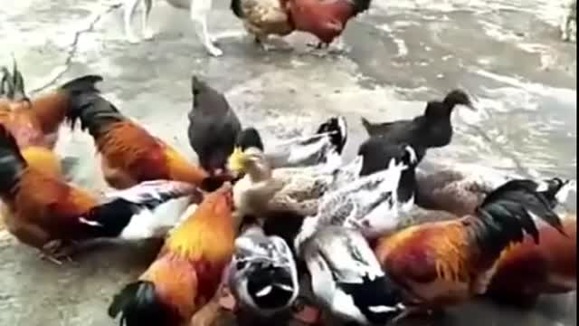 Chicken VS Dog Fight- Funny Dog Fight Videos(funny video)