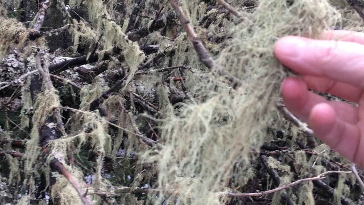 Usnea/Old mans beard