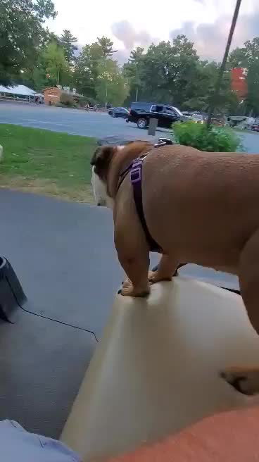 Bulldog loves driving in the golfcart
