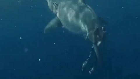 Friend shark