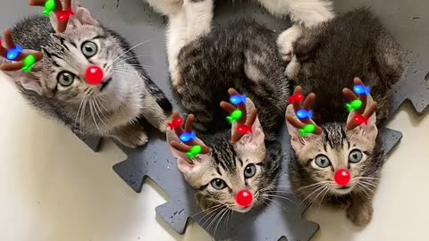 Nice cat