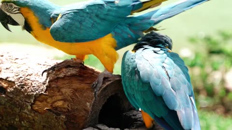 Parrots on a Log