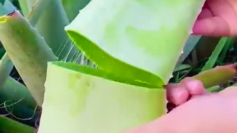 OMG😱whats this😱👩‍🌾 #fruit #asmr #satisfying #shorts
