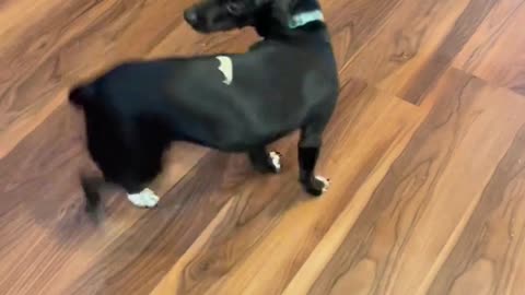 My puppy couldn’t get the cheese off his back… Luckily his brother helped