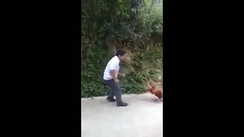 funny fight chinken vs man