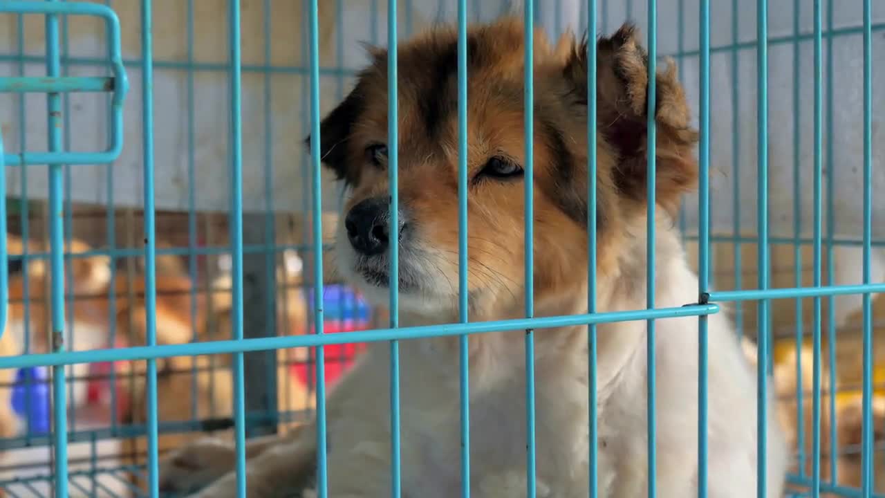 Portrait of sad mixed breed dog behind the fences. Dog in a shelter or an animal nursery