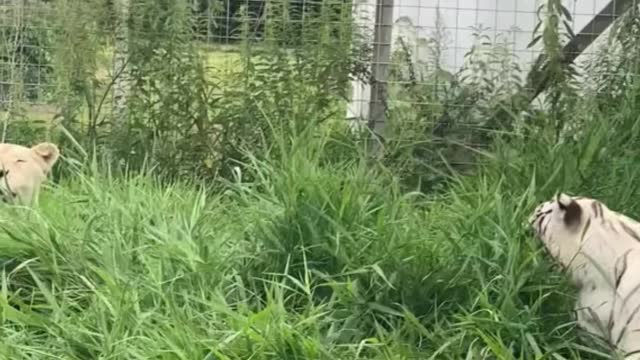 Is the white tiger relatively rare?