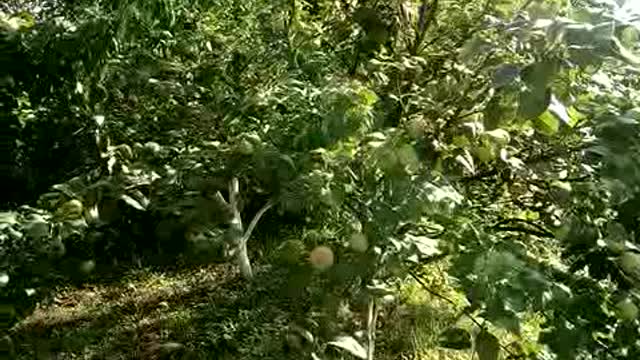 And again delicious apples