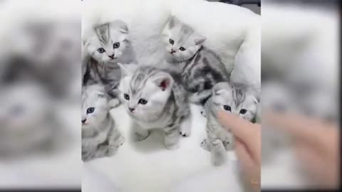 Funny cats will make you laugh all day long