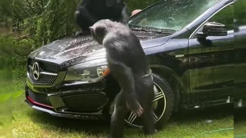 Work work, the boss is coming Animal Animal confused behavior Chimp song