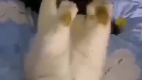 Funny cat video