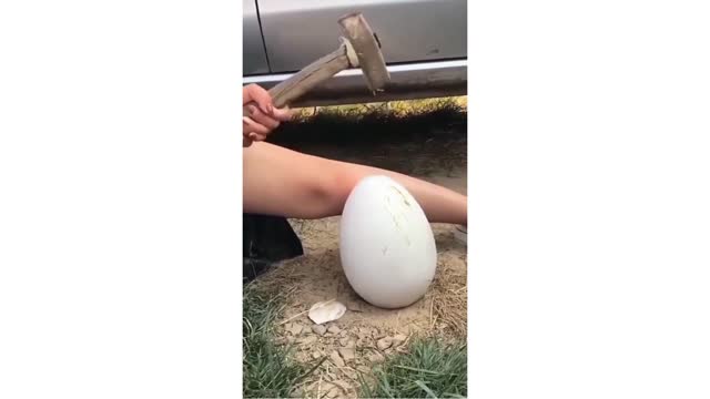 An Amazing Egg!