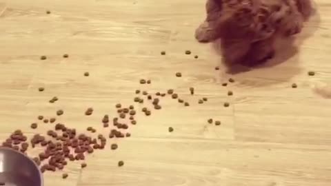 Brown puppy dog eats kibble off of wood floor next to metal bowl