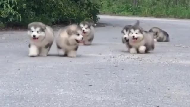 WoW This Super Cool Animals 😍