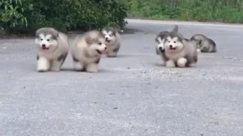 WoW This Super Cool Animals 😍