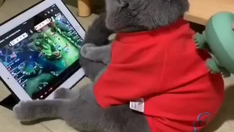 The cat is like a king. Relaxes))) 😂